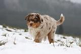 BERGER AUSTRALIEN PUPPIES 473